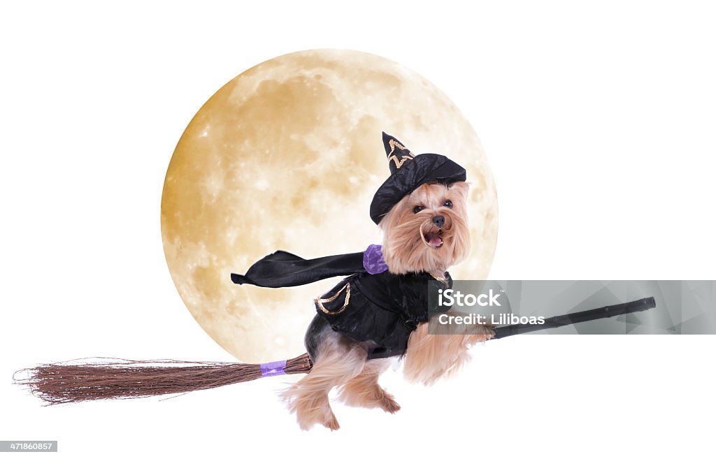 Yorkshire Terrier dressed up as a witch riding her broomstick Yorkshire Terrier dog dressed up as a witch riding her broomstick Halloween Stock Photo