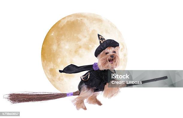 Yorkshire Terrier Dressed Up As A Witch Riding Her Broomstick Stock Photo - Download Image Now