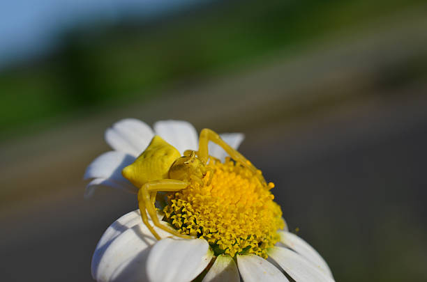 istock Goldenrod crab spider (Misumena Vatia) 471860930
