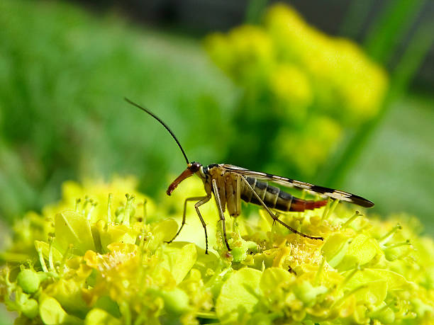 insetto in natura - insect fly animal eye single flower foto e immagini stock