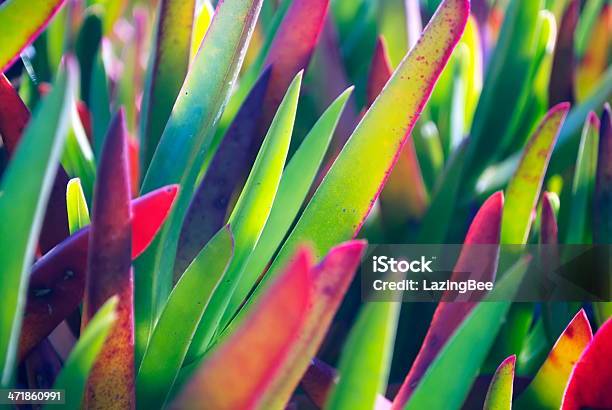 개척시대의 에베라 배경기술 복합색 식물에 대한 스톡 사진 및 기타 이미지 - 복합색 식물, 알로에, 분홍