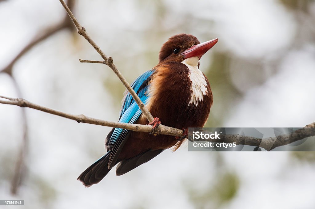 martin pescatore - Foto stock royalty-free di Albero