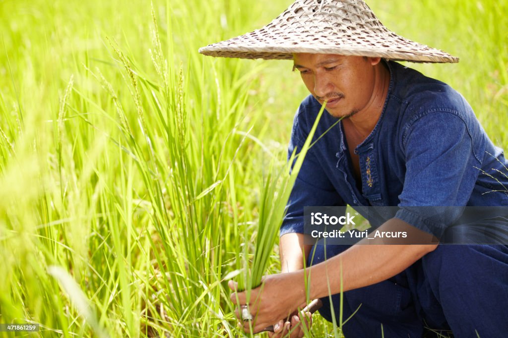 Colheita método tradicional da Tailândia - Foto de stock de 20 Anos royalty-free