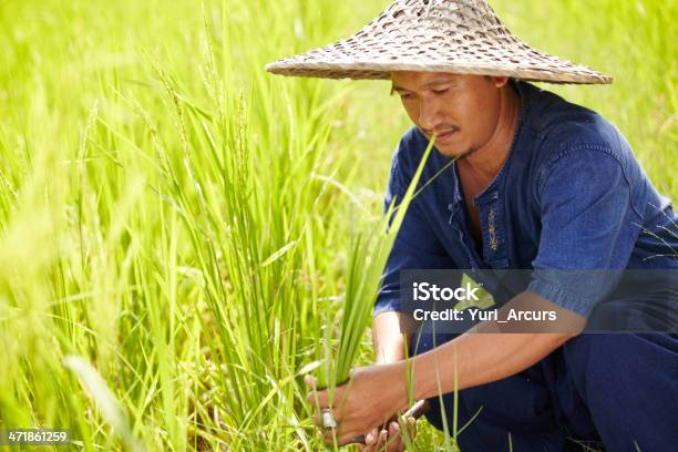 Traditional Thailand Harvesting Method — стоковые фотографии и другие картинки 20-29 лет - 20-29 лет, 25-29 лет, Азиатского и индийского происхождения