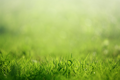 Close-up of fresh grass on the field, selective focus.