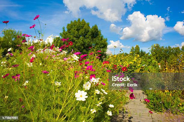 Jardim De Flores - Fotografias de stock e mais imagens de Ajardinado - Ajardinado, Amarelo, Ao Ar Livre