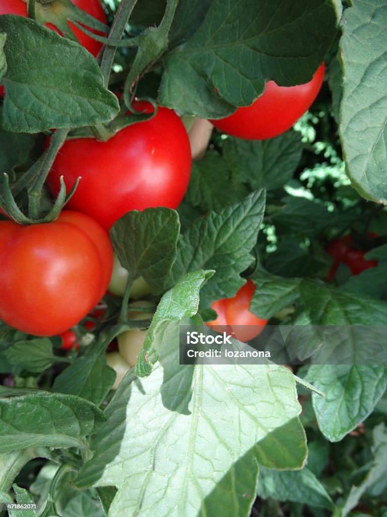 Organic rosso pomodori divisione - Foto stock royalty-free di Agricoltura