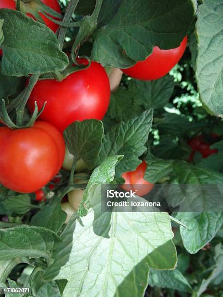 Organic Rosso Pomodori Divisione - Fotografie stock e altre immagini di Agricoltura - Agricoltura, Alimentazione sana, Ambientazione esterna