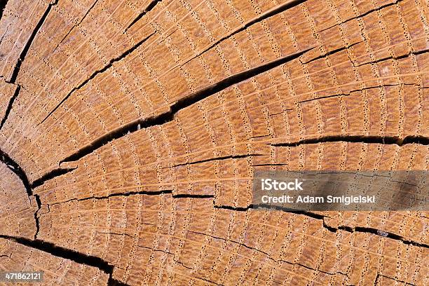 Holzschnitt Stockfoto und mehr Bilder von Astloch - Astloch, Baum, Baumrinde