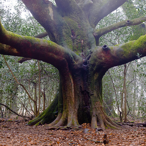 Majestic tree - Broceliande Forest - France stock photo
