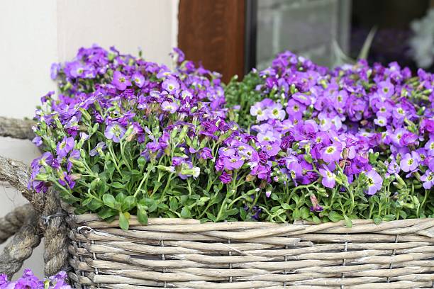 istock lobelia erinus in wicker basket 471862682