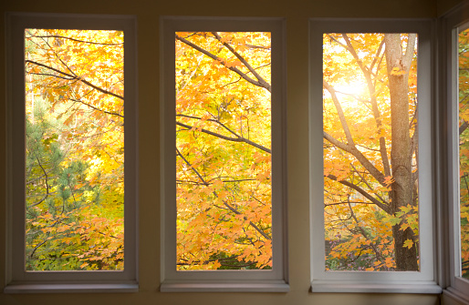 Beautiful fall view through screen in porch windows.  Sun shines through the golden leaves. More fall images: