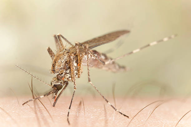 mosquito ssać krew ludzka, makro zdjęcia - haustellum zdjęcia i obrazy z banku zdjęć