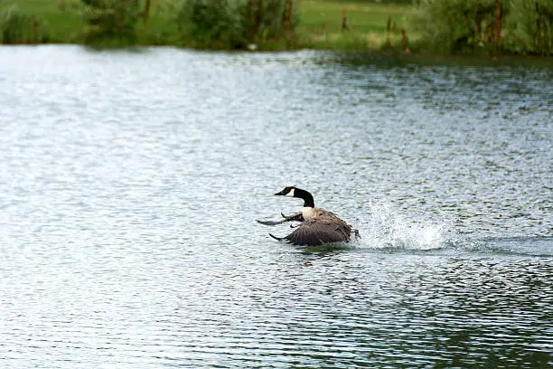 Horizontal oudoor shot of a Canada Goose moving across rippling lake water, leaving a splash trail behind him.