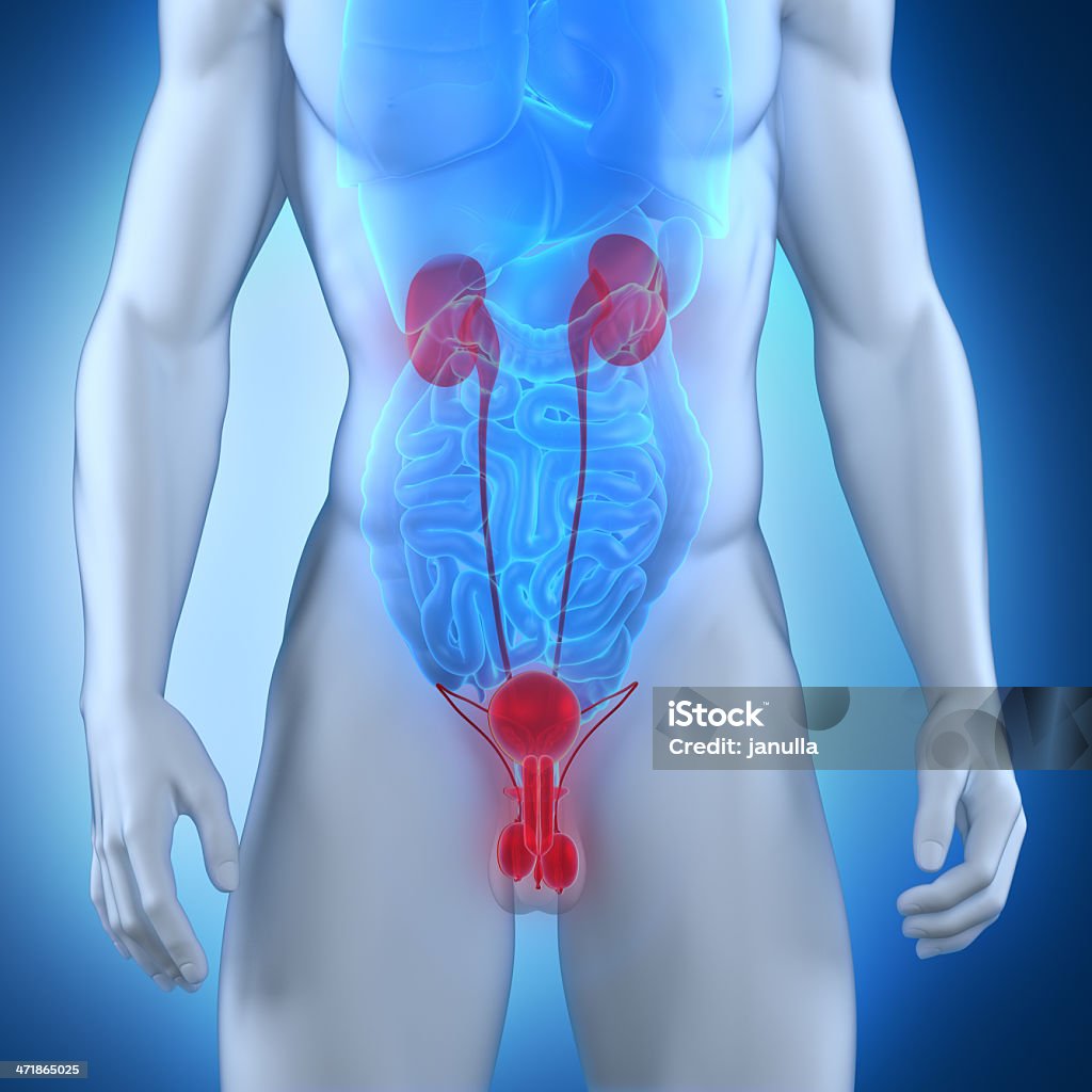 MAle urogenital anatomy Male anatomy in 3D Adult Stock Photo