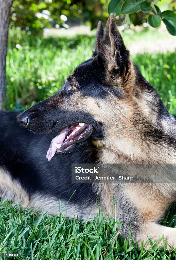 Berger allemand chien sur l'herbe - Photo de Amitié libre de droits