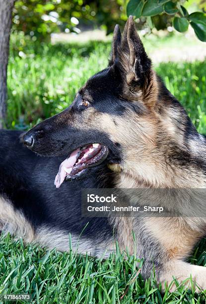 Photo libre de droit de Berger Allemand Chien Sur Lherbe banque d'images et plus d'images libres de droit de Amitié - Amitié, Amour, Animal femelle