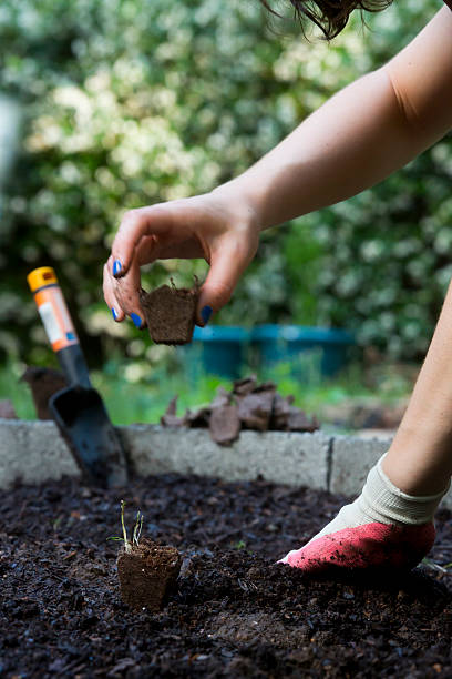 istock Young Woman Gardening 471865481