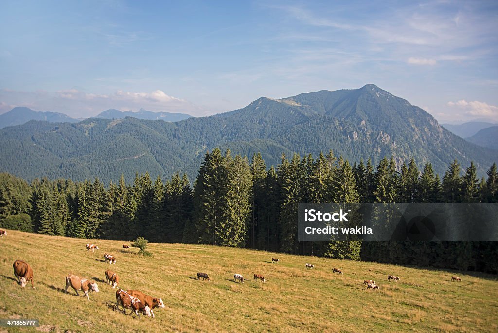 brown vaches-Kühe auf der Weider de Tegernsee Aueralm - Photo de Agriculture libre de droits