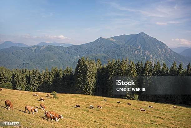 Photo libre de droit de Brown Vacheskühe Auf Der Weider De Tegernsee Aueralm banque d'images et plus d'images libres de droit de Agriculture