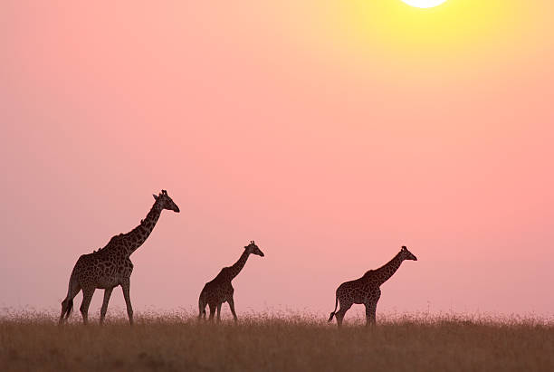 jirafa en la puesta de sol - masai mara national reserve sunset africa horizon over land fotografías e imágenes de stock