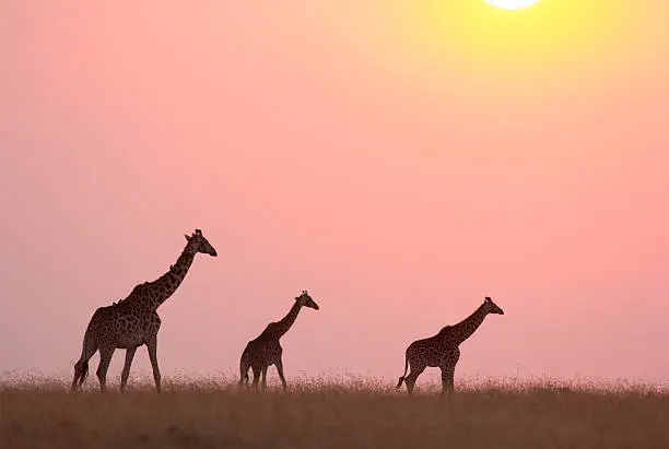 Photo of Giraffe at sunset