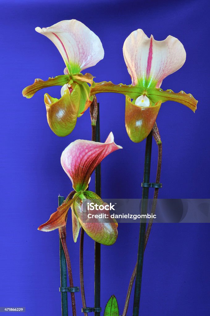 Paphiopedilum Орхидея - Стоковые фото Башмачок настоящий роялти-фри