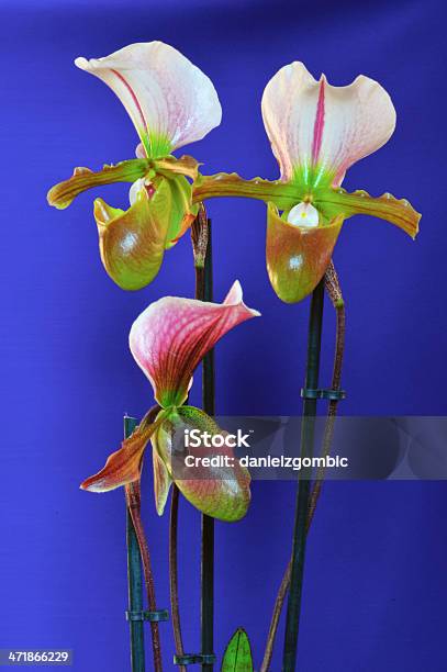 Paphiopedilum Орхидея — стоковые фотографии и другие картинки Башмачок настоящий - Башмачок настоящий, Без людей, Ботаника