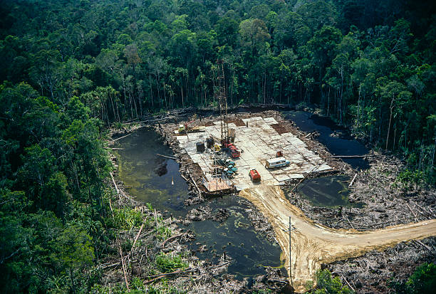 엔진오일 산업. - aerial view lumber industry oil tropical rainforest 뉴스 사진 이미지