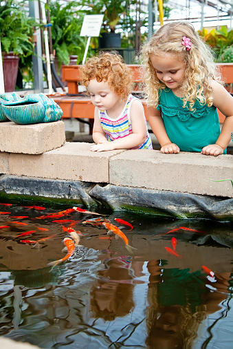 Two young sisters looking at the fish display at the local greenhouse.