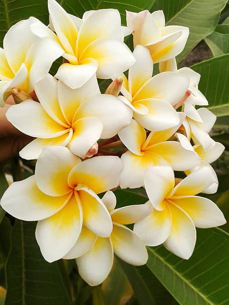 istock plumeria flower 471866600