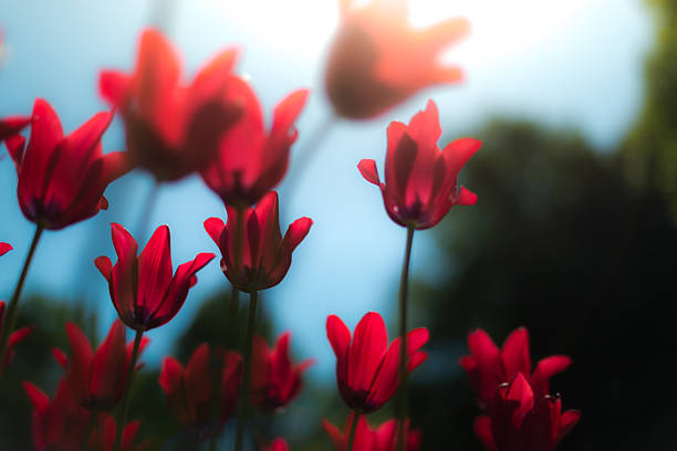 istock Beautiful red tulips in field in spring. 471866772