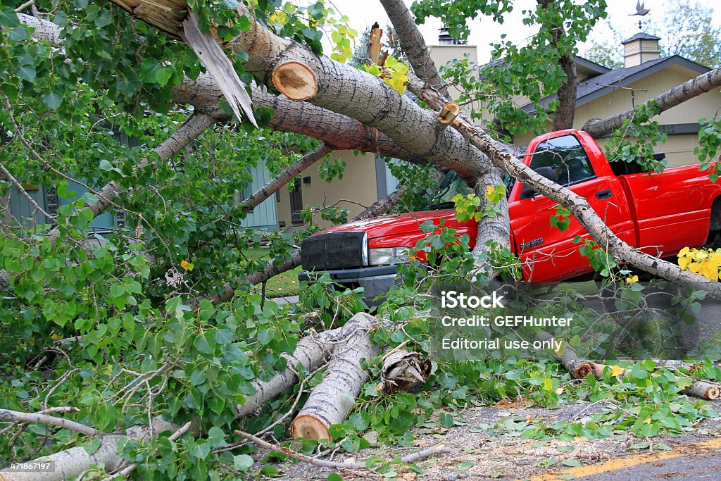 Windstorm provoca la caída de un árbol en el camión - Foto de stock de Camioneta libre de derechos
