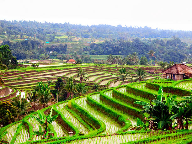 Beautiful asian landscape with palm tree and rice terrace in Bali