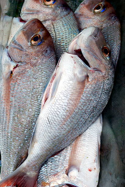 vivaneau, une journée de prendre - fish catch of fish seafood red snapper photos et images de collection