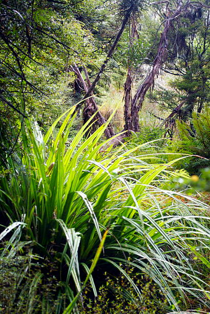 [url=http://www.istockphoto.com/file_search.php?action=file&lightboxID=6970364] [IMG]http://i955.photobucket.com/albums/ae39/LazingBee/flora_harakeke.jpg[/IMG]\n[/url].\n[url=http://www.istockphoto.com/file_search.php?action=file&lightboxID=5316584] [IMG]http://i955.photobucket.com/albums/ae39/LazingBee/flora_of_aotearoa.jpg[/IMG]\n[/url].  \n[url=http://www.istockphoto.com/file_search.php?action=file&lightboxID=8727551] [IMG]http://i955.photobucket.com/albums/ae39/LazingBee/flora.jpg[/IMG]\n[/url].\n[url=http://www.istockphoto.com/file_search.php?action=file&lightboxID=6278095] [IMG]http://i955.photobucket.com/albums/ae39/LazingBee/background_nature.jpg[/IMG]\n[/url].\n[url=http://www.istockphoto.com/file_search.php?action=file&lightboxID=9972429] [IMG]http://i955.photobucket.com/albums/ae39/LazingBee/kiwiana.jpg[/IMG]\n[/url].\n[url=http://www.istockphoto.com/file_search.php?action=file&lightboxID=5865335] [IMG]http://i955.photobucket.com/albums/ae39/LazingBee/nz_aotearoa.jpg[/IMG]\n[/url].\n[url=http://www.istockphoto.com/file_search.php?action=file&lightboxID=11050550] [IMG]http://i955.photobucket.com/albums/ae39/LazingBee/nz_national_parks.jpg[/IMG]\n[/url]. \n[url=http://www.istockphoto.com/file_search.php?action=file&lightboxID=8094856] [IMG]http://i955.photobucket.com/albums/ae39/LazingBee/np_nelson_lakes.jpg[/IMG]\n[/url].  \n[url=http://www.istockphoto.com/file_search.php?action=file&lightboxID=8094504] [IMG]http://i955.photobucket.com/albums/ae39/LazingBee/green.jpg[/IMG]\n[/url].\n\nA lush green Harakeke (New Zealand Flax) plant in the lush green native bush of New Zealand.
