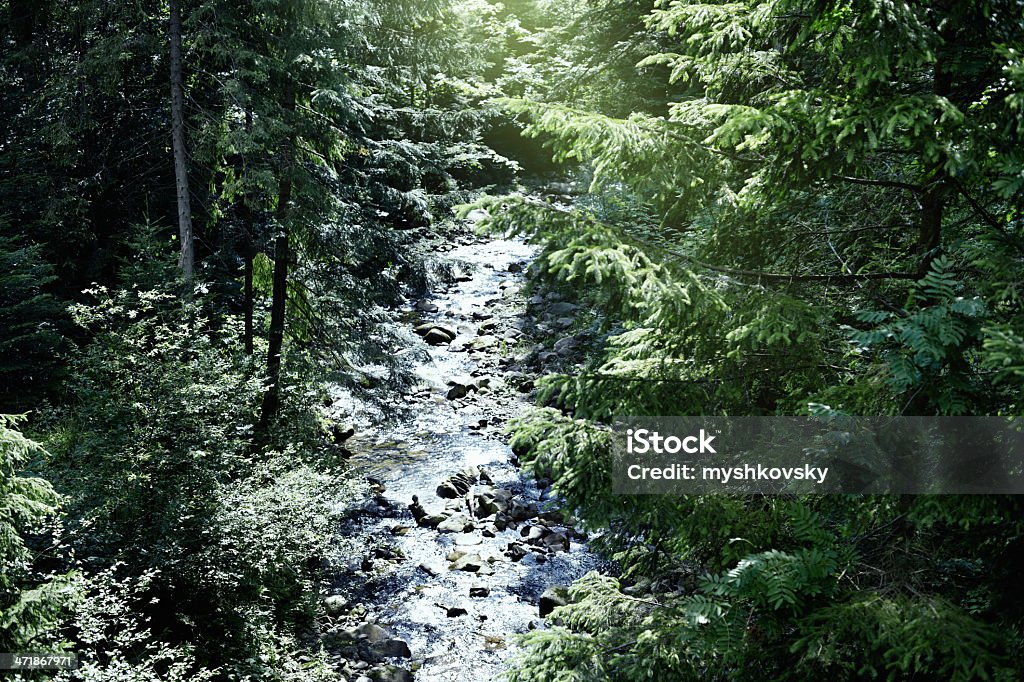 Montanha stream - Foto de stock de Arbusto royalty-free