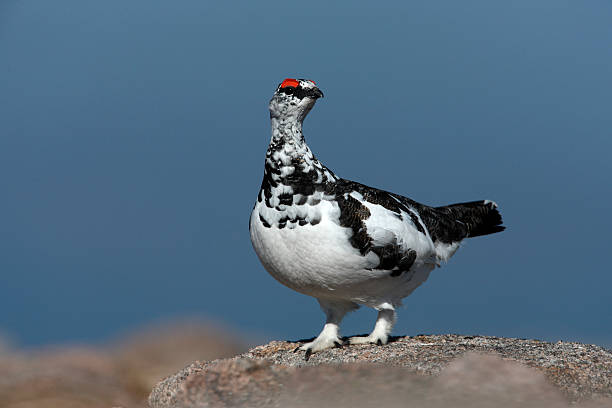 istock Ptarmigan, Lagopus mutus 471867981