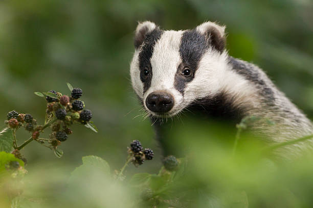 European Badger (Meles meles). 