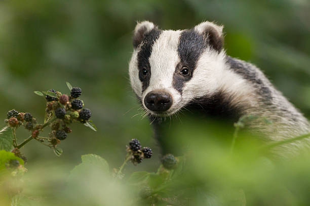A European badger in the forest stock photo