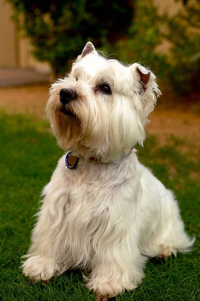 istock Attentive West Highland White Terrier 471868175