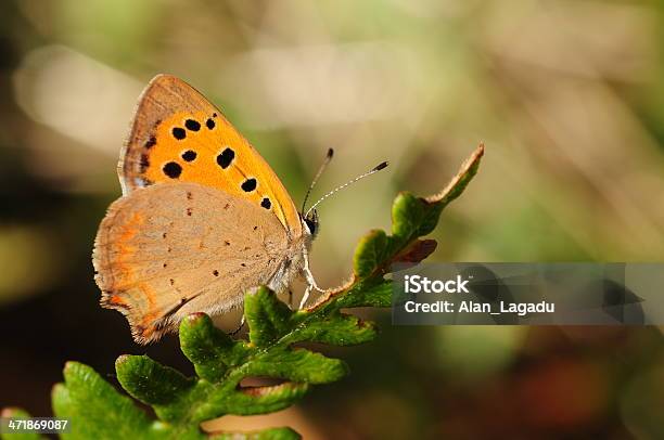 Pequena Cobre U K - Fotografias de stock e mais imagens de Animal selvagem - Animal selvagem, Borboleta, Fotografia - Imagem