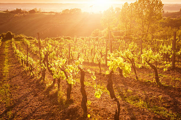 istock Majestic vineyard at sunset 471869183