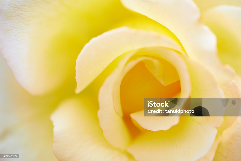 Amarelo-claro Rose - Foto de stock de Abstrato royalty-free