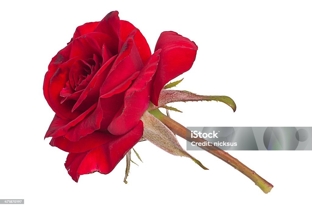 Красная роза - Стоковые фото Без людей роялти-фри