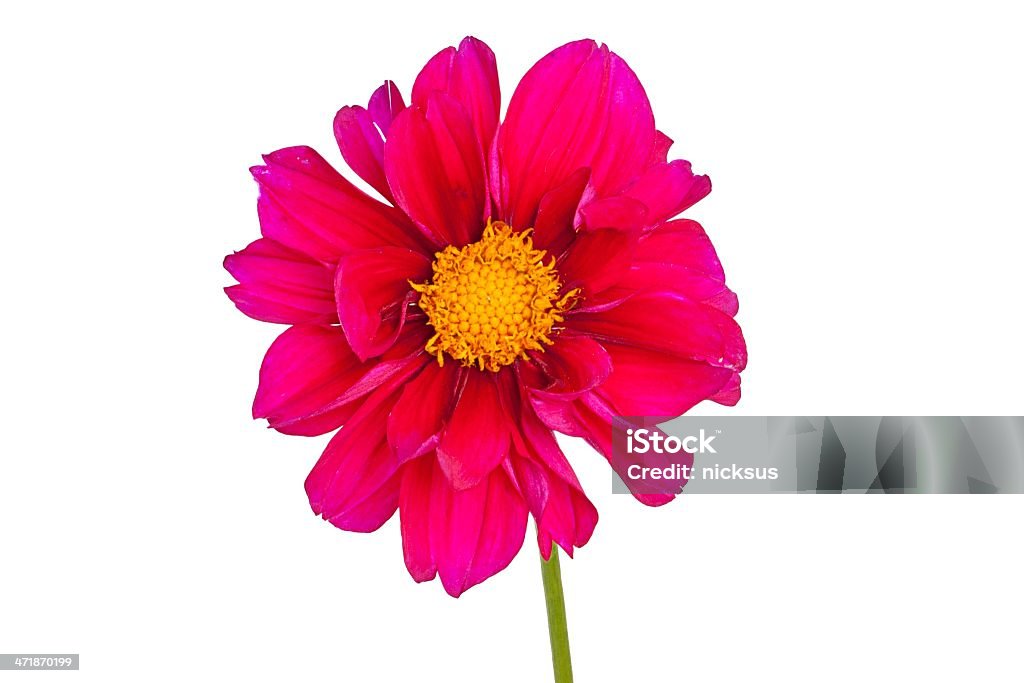 красный цветок - Стоковые фото Без людей роялти-фри