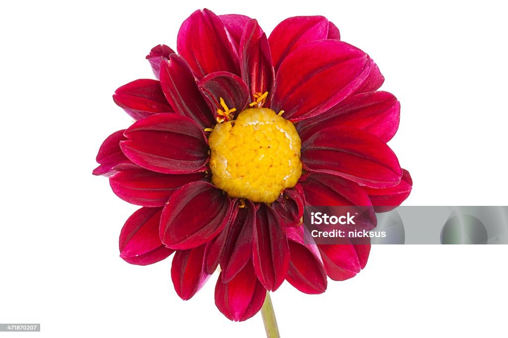 Красный цветок Блюминг - Стоковые фото Без людей роялти-фри