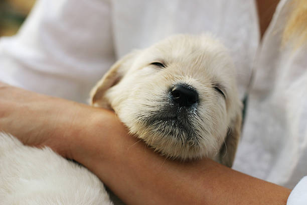 istock Golden retriever puppy. 471870392