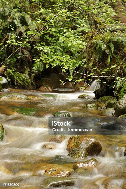 Creek Stockfoto und mehr Bilder von Bach - Bach, Baum, Berg