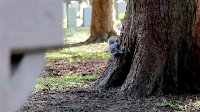 Grey Squirrel Runs Across Grass Field to stone church path - Animal Close Up - Picturesque Church Yard in Morning Light